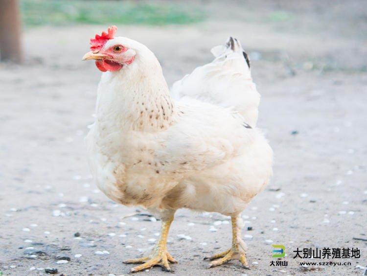 大别山红冠白羽鸡介绍