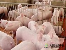 中央储备投放1万吨冻猪肉平稳猪肉市场！