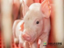 非洲猪瘟下中国的猪肉缺口有多大?